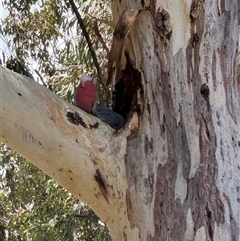 Eolophus roseicapilla (Galah) at Kambah, ACT - 23 Dec 2024 by Careytime36