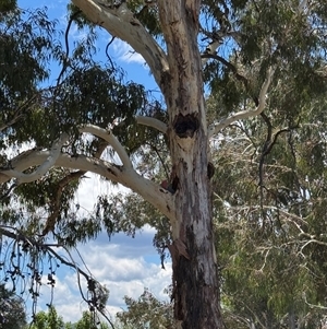 Eolophus roseicapilla at Kambah, ACT - suppressed