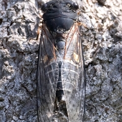 Psaltoda harrisii (Yellowbelly) at Guerilla Bay, NSW - 22 Dec 2024 by jb2602