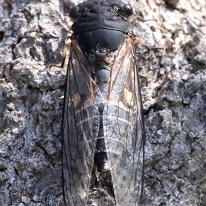 Psaltoda harrisii (Yellowbelly) at Guerilla Bay, NSW by jb2602