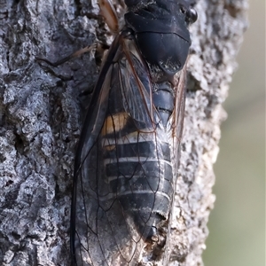 Psaltoda harrisii at Guerilla Bay, NSW - 22 Dec 2024