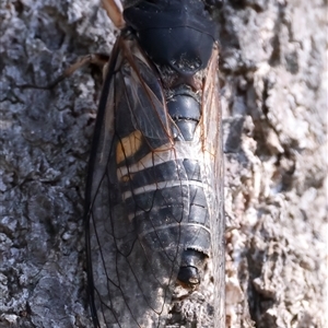 Psaltoda harrisii at Guerilla Bay, NSW - 22 Dec 2024