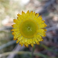 Coronidium scorpioides (Button Everlasting) at Glen Allen, NSW - 3 Nov 2024 by RobG1