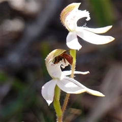 Exoneura sp. (genus) (A reed bee) at Glen Allen, NSW - 3 Nov 2024 by RobG1