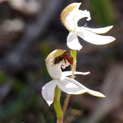 Exoneura sp. (genus) at Glen Allen, NSW - 3 Nov 2024 by RobG1