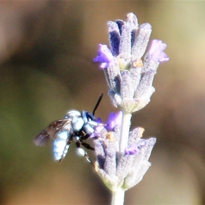 Thyreus caeruleopunctatus at Higgins, ACT - 21 Dec 2024 by Jennybach