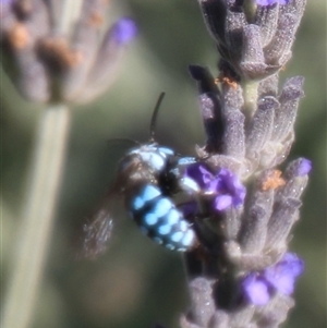 Thyreus caeruleopunctatus at Higgins, ACT - 21 Dec 2024 05:45 PM