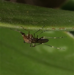 Aedes sp. (genus) (Mosquito) at Freshwater Creek, VIC - 19 Dec 2024 by WendyEM