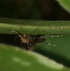 Aedes sp. (genus) at Freshwater Creek, VIC - 19 Dec 2024