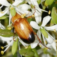 Phyllotocus macleayi (Nectar scarab) at Freshwater Creek, VIC - 19 Dec 2024 by WendyEM