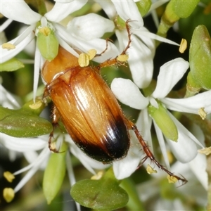 Phyllotocus macleayi (Nectar scarab) at Freshwater Creek, VIC by WendyEM