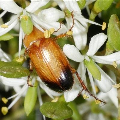 Phyllotocus macleayi (Nectar scarab) at Freshwater Creek, VIC - 19 Dec 2024 by WendyEM