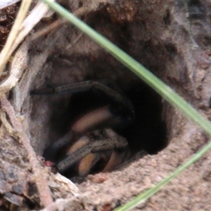 Tasmanicosa sp. (genus) (Unidentified Tasmanicosa wolf spider) at Higgins, ACT by Jennybach