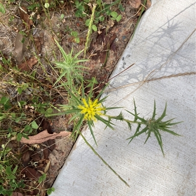 Carthamus lanatus (Saffron Thistle) at Theodore, ACT - 22 Dec 2024 by Cardy