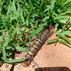 Chelepteryx collesi (White-stemmed Gum Moth) at Nicholls, ACT by Chestest