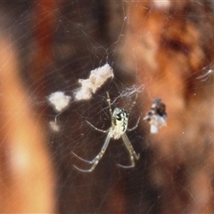 Unidentified Orb-weaving spider (several families) at Denman Prospect, ACT - 20 Dec 2024 by Jennybach