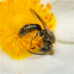 Lasioglossum sp. (genus) (Furrow Bee) at Downer, ACT - 23 Dec 2024 by RobertD