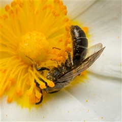 Lasioglossum sp. at Downer, ACT - 23 Dec 2024 01:48 PM