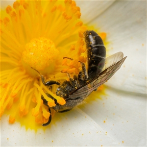 Lasioglossum sp. at Downer, ACT - 23 Dec 2024 01:48 PM