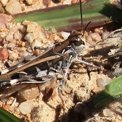 Oedaleus australis (Australian Oedaleus) at Denman Prospect, ACT - 19 Dec 2024 by Jennybach