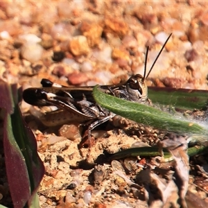 Oedaleus australis at Denman Prospect, ACT - 20 Dec 2024