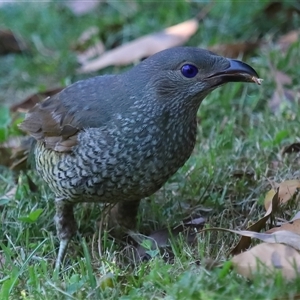 Ptilonorhynchus violaceus (Satin Bowerbird) at Acton, ACT by TimL