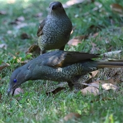 Ptilonorhynchus violaceus at Acton, ACT - 22 Dec 2024