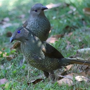 Ptilonorhynchus violaceus at Acton, ACT - 22 Dec 2024