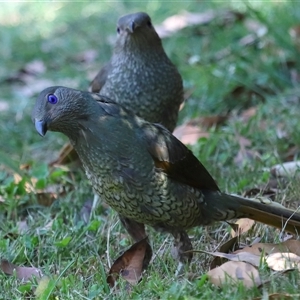 Ptilonorhynchus violaceus at Acton, ACT - 22 Dec 2024