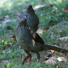 Ptilonorhynchus violaceus at Acton, ACT - 22 Dec 2024