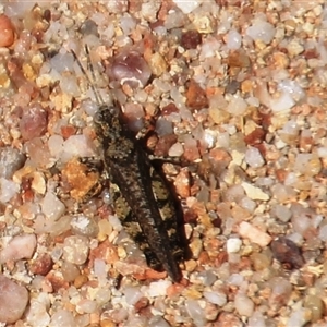 Pycnostictus sp. 1 (Confusing bandwing) at Denman Prospect, ACT by Jennybach