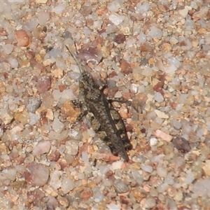 Pycnostictus sp. 1 at Denman Prospect, ACT - 20 Dec 2024