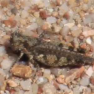 Pycnostictus sp. 1 at Denman Prospect, ACT - 20 Dec 2024