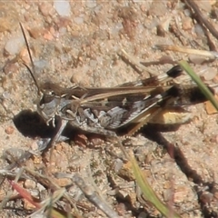 Oedaleus australis (Australian Oedaleus) at Denman Prospect, ACT - 20 Dec 2024 by Jennybach