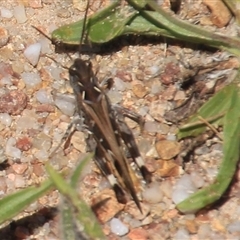 Oedaleus australis at Denman Prospect, ACT - 20 Dec 2024