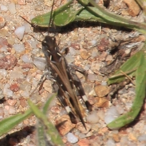 Oedaleus australis at Denman Prospect, ACT - 20 Dec 2024