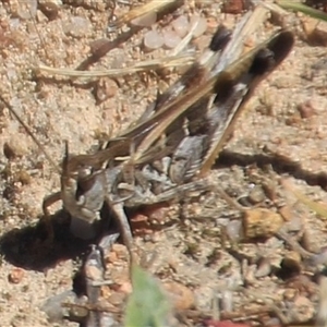 Oedaleus australis at Denman Prospect, ACT - 20 Dec 2024