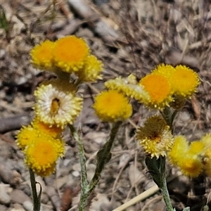 Chrysocephalum apiculatum at Moonbi, NSW by trevorpreston