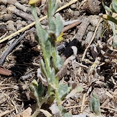 Chrysocephalum apiculatum at Moonbi, NSW - 23 Dec 2024 12:03 PM