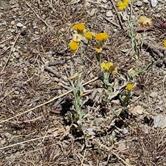 Chrysocephalum apiculatum at Moonbi, NSW - 23 Dec 2024 12:03 PM