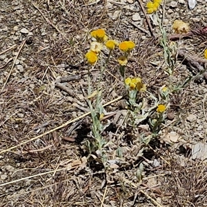 Chrysocephalum apiculatum at Moonbi, NSW - 23 Dec 2024 12:03 PM
