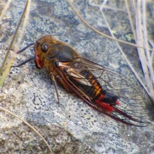 Yoyetta abdominalis at West Hobart, TAS - 23 Dec 2024