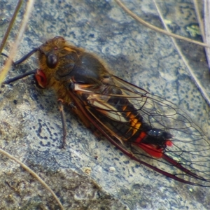 Yoyetta abdominalis at West Hobart, TAS - 23 Dec 2024