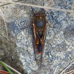 Yoyetta abdominalis at West Hobart, TAS - 23 Dec 2024 11:52 AM