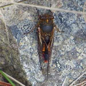 Yoyetta abdominalis at West Hobart, TAS - 23 Dec 2024