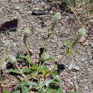 Gomphrena celosioides at Moonbi, NSW - 23 Dec 2024 12:00 PM