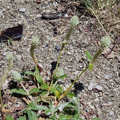 Unidentified Other Wildflower or Herb at Moonbi, NSW - 23 Dec 2024 by trevorpreston