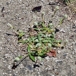 Gomphrena celosioides at Moonbi, NSW - 23 Dec 2024 12:00 PM