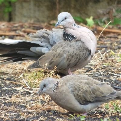 Spilopelia chinensis (Spotted Dove) at Mount Stuart, TAS - 4 Feb 2023 by VanessaC