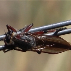 Unidentified Insect at Denman Prospect, ACT - 19 Dec 2024 by Jennybach